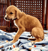 Lurcher Puppies for sale in Tonganoxie, KS 66086, USA. price: $750
