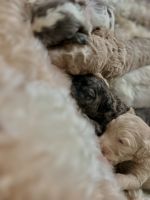 Luxury Doodles by Coco Chanel