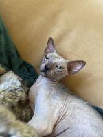 Lykoi Cats for sale in Chandler, AZ 85226, USA. price: $1,500