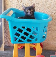 Lykoi Cats for sale in Las Vegas, NV, USA. price: $2,100