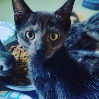 Lykoi Cats for sale in Gustine, CA 95322, USA. price: $55
