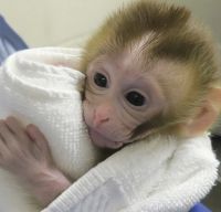 Macaque Animals for sale in London, KY, USA. price: $2,500