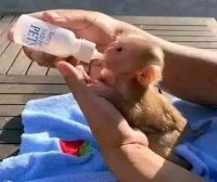 Baby Macaque monkeys for adoption