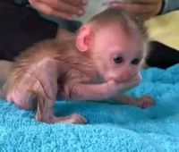 Baby Macaque monkeys for adoption