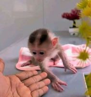 Macaque Animals for sale in Noordwijk, Netherlands. price: 1,000 EUR