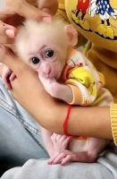 Macaque Animals for sale in Cheyenne, WY, USA. price: $650