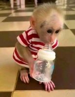 Macaque Animals for sale in Dallas, TX, USA. price: $650