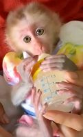 Macaque Animals for sale in Wichita, KS, USA. price: $650
