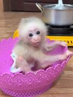Macaque Animals for sale in Birmingham, UK. price: 650 GBP