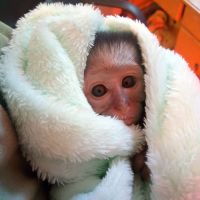 Macaque Animals for sale in Texas City, TX, USA. price: $2,500