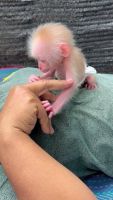 Macaque Animals for sale in Phoenix, AZ, USA. price: $650