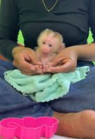 Macaque Monkey For Sale