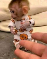 Macaque  | Clarksburg, West Virginia