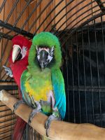 Macaw Birds for sale in Freeport, NY, USA. price: $2,000
