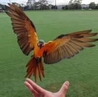 Macaw Birds for sale in Tampa, FL, USA. price: $700