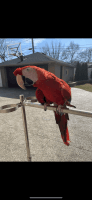 Macaw Birds for sale in Dearborn Heights, MI 48127, USA. price: $6,000