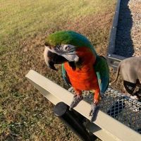 Macaw Birds for sale in Durham, NC, USA. price: $5,000