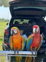 Macaw Birds for sale in New York, NY, USA. price: $250