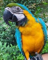 Macaw Birds for sale in New York, NY, USA. price: $250