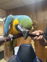 Macaw Birds for sale in Lively Rd, Middle Sackville, NS B4E 3A9, Canada. price: $3,200