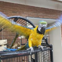 Macaw Birds for sale in S Carolina St, Avon Park, FL 33825, USA. price: $350