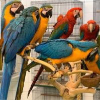 Macaw Birds for sale in Atlanta, GA, USA. price: $200