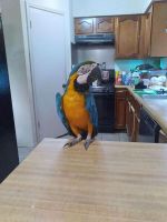 Macaw Birds for sale in Bronxville, NY, USA. price: $450