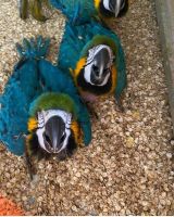 Macaw Birds for sale in Colorado Springs, CO, USA. price: $800