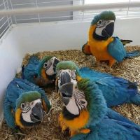 Macaw Birds for sale in Blue River, Wisconsin. price: $700