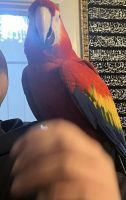 Macaw Birds for sale in Addieville, Illinois. price: $700