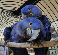 Macaw Birds for sale in Bunkerville, Nevada. price: $850