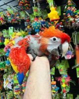 Macaw Birds for sale in San Diego, CA, USA. price: $1,500