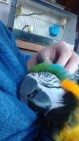 Macaw bird for sale