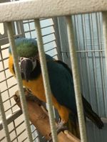 Blue-gold Macaw