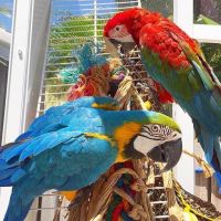 Pair Of Breeding Blue and Gold Parrots