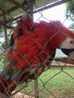 Lovely Scarlet Macaw
