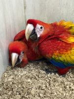 Macaw Birds for sale in Columbus, OH, USA. price: $600