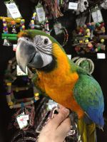 Macaw Birds for sale in Boston, MA, USA. price: $600