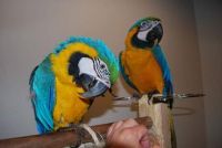 Macaw Birds for sale in Long Beach, CA, USA. price: $600
