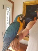 Macaw Birds for sale in Miami, FL 33155, USA. price: $600