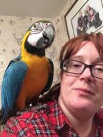 Macaw Birds for sale in Cambridge, ON N1R, Canada. price: $500