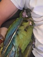 Miligold Mccaw parrot