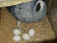 Fertile parrot eggs for all species.