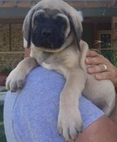 Magyar Agar Puppies for sale in Baywood-Los Osos, CA 93402, USA. price: $500