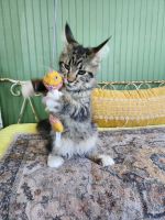 Maine Coon Cats for sale in Sacramento, CA, USA. price: $1,000