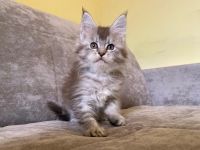 Maine Coon Chats Photos