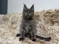 Maine Coon Chats Photos