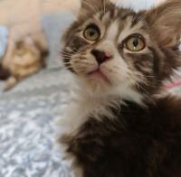 Maine Coon Cats for sale in 909 Copes Ln, West Chester, PA 19380, USA. price: $650
