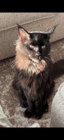 Maine Coon Cats for sale in Coplay, PA 18037, USA. price: $2,500