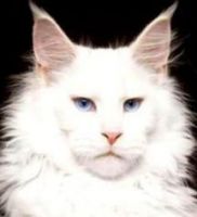 Maine Coon Cats for sale in Paradise, CA 95969, USA. price: $1